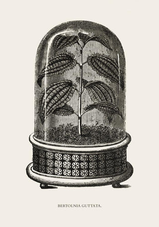 Antique Bertolnia Guttata Plant Poster – Fine Art Print | UV-beständig | Atelierdruck Berlin