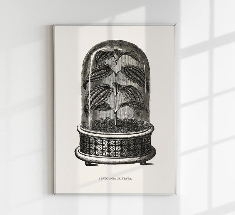 Antique Bertolonia Guttata Plant Poster – Fine Art Print UV-Resistant — Patroa Studio