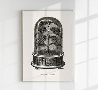 Antique Bertolonia Guttata Plant Poster – Fine Art Print UV-Resistant