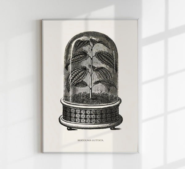 Antique Bertolnia Guttata Plant Poster – Fine Art Print UV-beständig