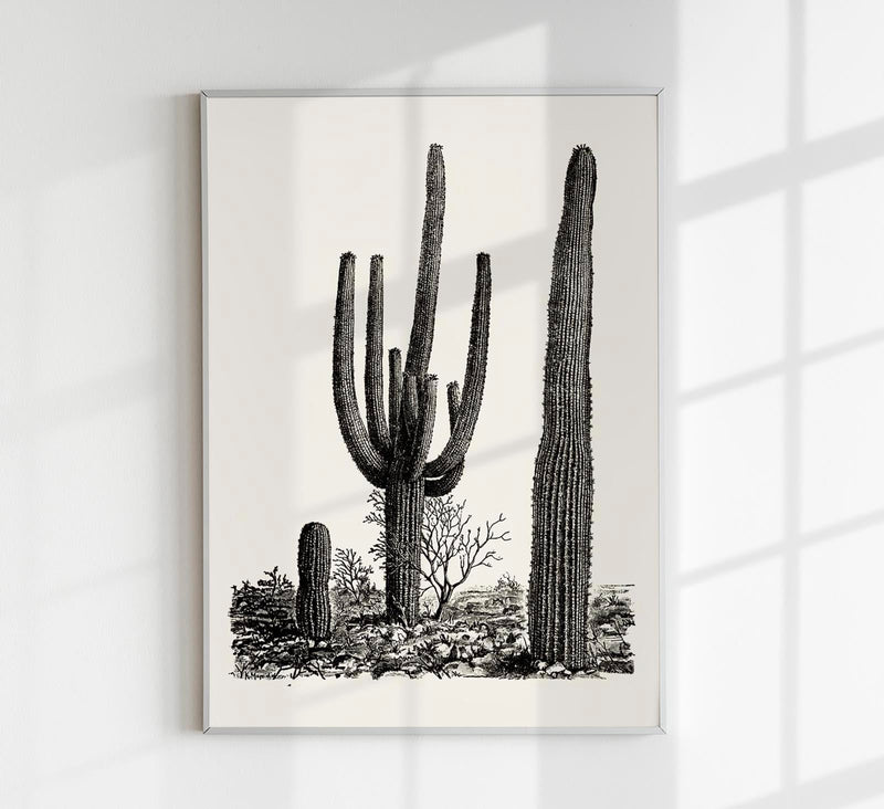 Antique Cactus Plant Poster – Fine Art Print UV-resistant Studio Print Berlin — Patroa Studio