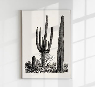 Antique Cactus Plant Poster – Fine Art Print UV-resistant Studio Print Berlin