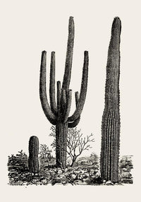 Antique Cactus Plant Poster – Fine Art Print UV-resistant Studio Print Berlin — Ansicht 3