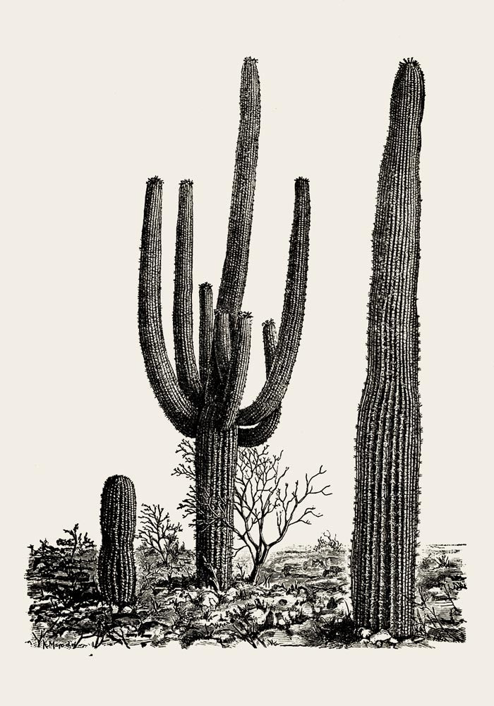 Antique Cactus Plant Poster – Fine Art Print UV-resistant Studio Print Berlin — Ansicht 3
