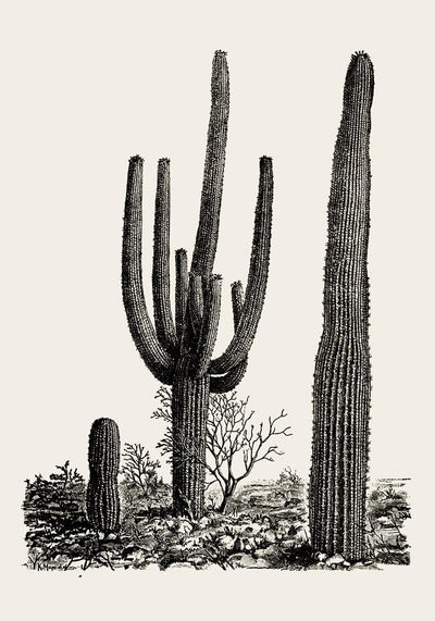 Antique Cactus Plant Poster – Fine Art Print UV-resistant Studio Print Berlin
