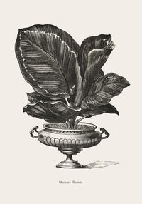 Antique Calathea Plant Poster – Fine Art Print Botany UV-resistant — Ansicht 3