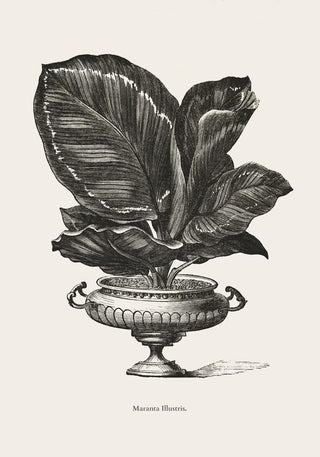 Antique Calateia Plant Poster – Fine Art Print | Vintage Botanical | UV‑resistent