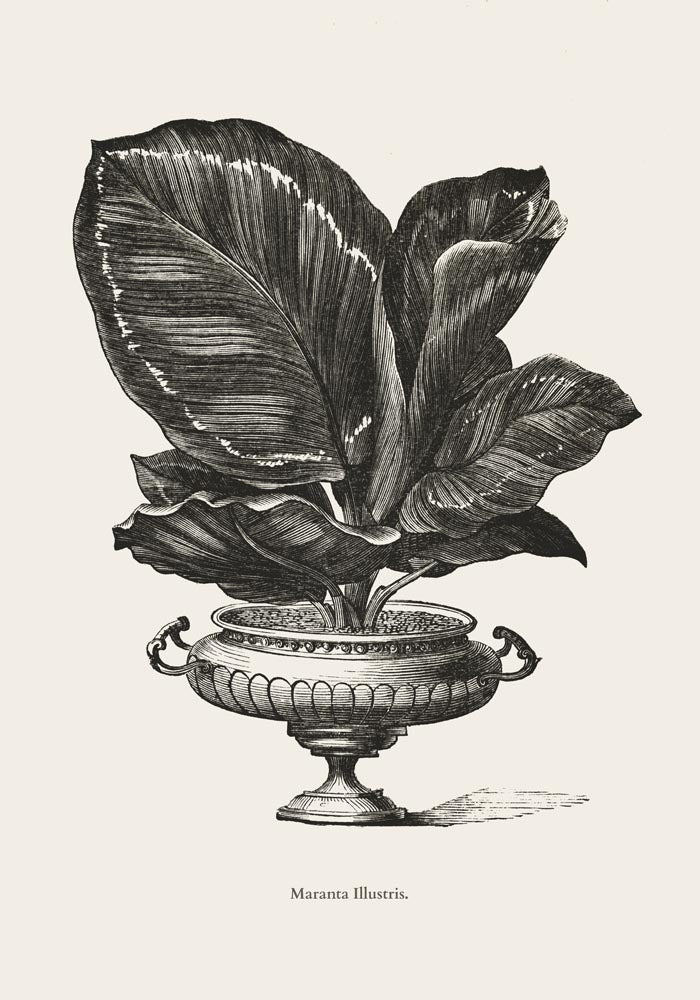 Antique Calathea Plant Poster – Fine Art Print Botany UV-resistant — Ansicht 3