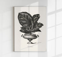 Antique Calathea Plant Poster – Fine Art Print Botany UV-resistant — Ansicht 1