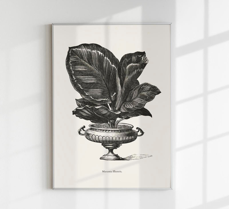 Antique Calathea Plant Poster – Fine Art Print Botany UV-resistant — Patroa Studio