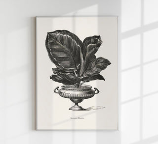 Antique Calathea Plant Poster – Fine Art Print Botany UV-resistant