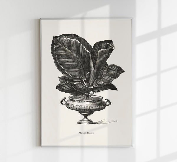 Antique Calathea Plant Poster – Fine Art Print Botany UV-resistant