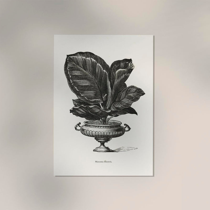 Antique Calathea Plant Poster – Fine Art Print Botany UV-resistant — Ansicht 2