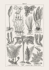Antique Fern Leaves Poster – Fine Art Print Botanical Wall Art UV-resistant — Ansicht 3