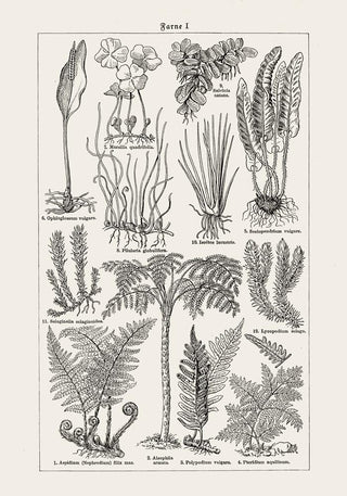 Antique Fern Leaves Poster – Fine Art Print | Vintage Botanical | UV‑resistent