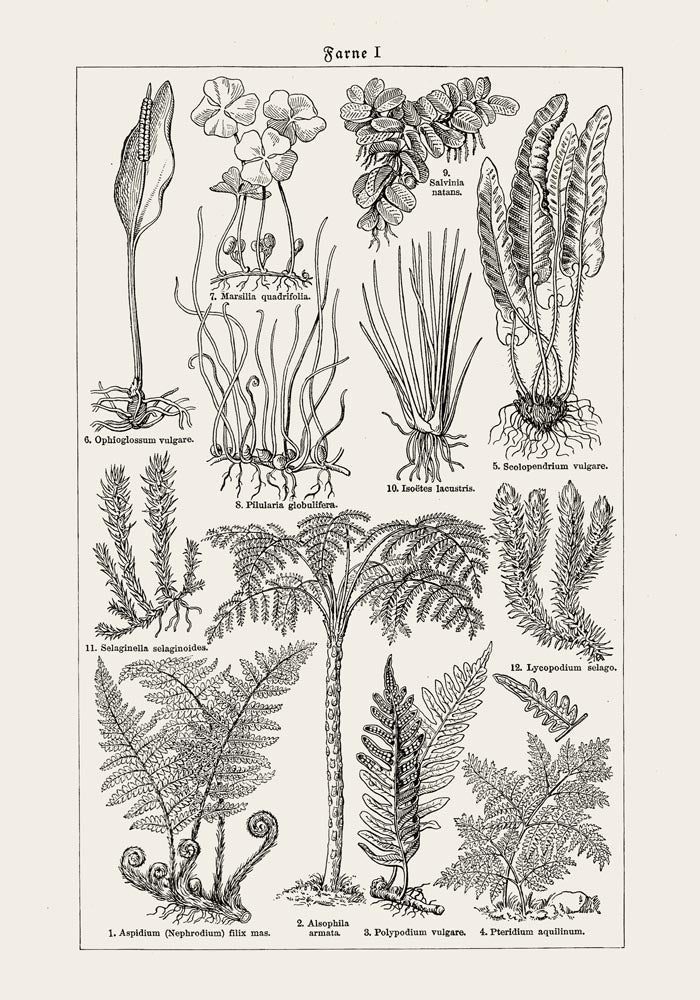 Antique Fern Leaves Poster – Fine Art Print Botanical Wall Art UV-resistant — Ansicht 3