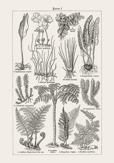 Antique Fern Leaves Poster – Fine Art Print Botanical Wall Art UV-resistant