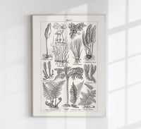 Antique Fern Leaves Poster – Fine Art Print Botanical Wall Art UV-resistant — Ansicht 1