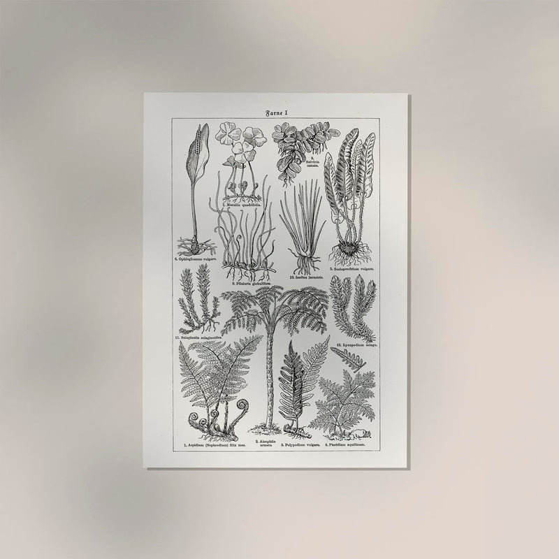 Antique Fern Leaves Poster – Fine Art Print Botanical Wall Art UV-resistant — Ansicht 2