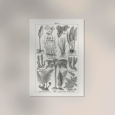 Antique Fern Leaves Poster – Fine Art Print Botanical Wall Art UV-resistant