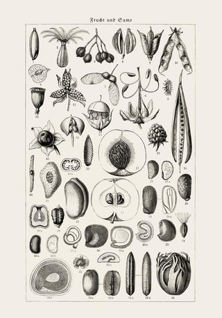 Antique Fruit and Seeds Poster – Fine Art Print | Vintage Botanical | UV‑resistent