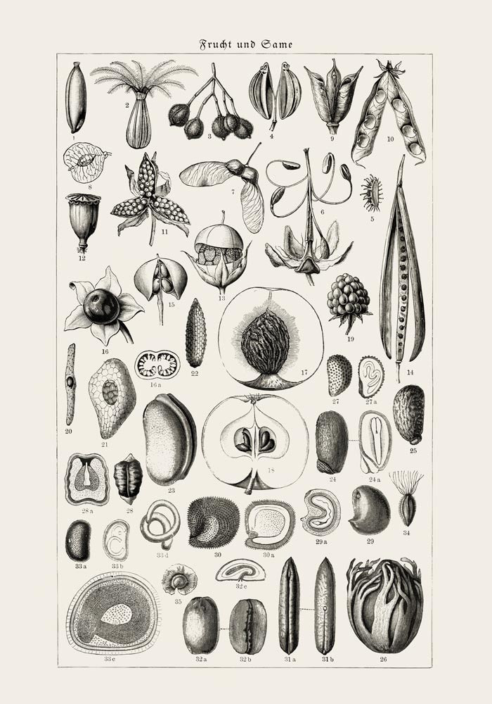 Antique Fruit and Seeds Poster – Fine Art Print | Vintage Botanical | UV-Resistant — Ansicht 3