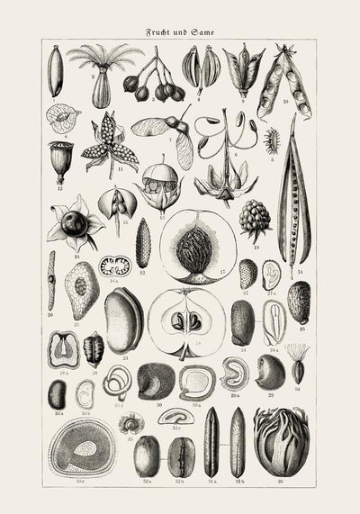 Antique Fruit and Seeds Poster – Fine Art Print | Vintage Botanical | UV‑resistent