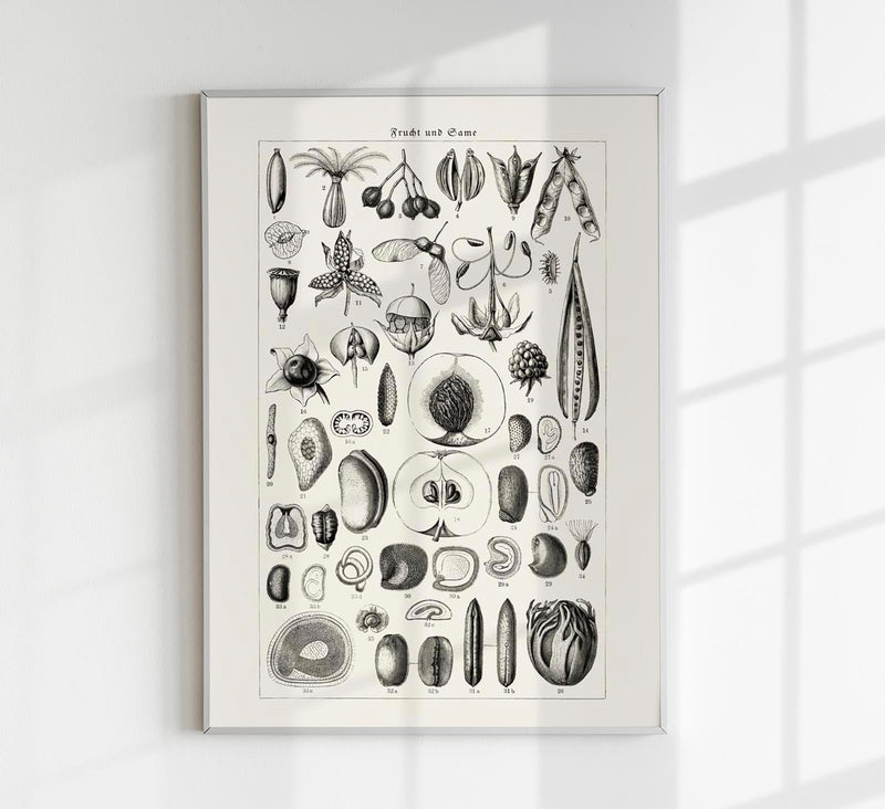 Antique Fruit and Seeds Poster – Fine Art Print | Vintage Botanical | UV-Resistant — Patroa Studio