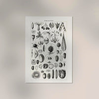 Antique Fruit and Seeds Poster – Fine Art Print | Vintage Botanical | UV-Resistant — Ansicht 2
