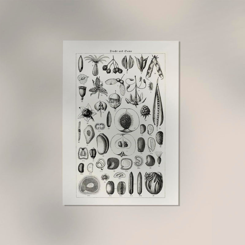 Antique Fruit and Seeds Poster – Fine Art Print | Vintage Botanical | UV-Resistant — Ansicht 2