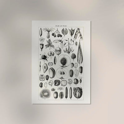 Antique Fruit and Seeds Poster – Fine Art Print | Vintage Botanical | UV‑resistent