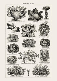 Antique Vegetable Chart Poster – Fine Art Print | Vintage Botanical | UV-resistant — Ansicht 3