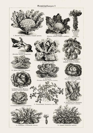 Antique Vegetable Chart Poster – Fine Art Print | Vintage Botanical | UV‑resistent