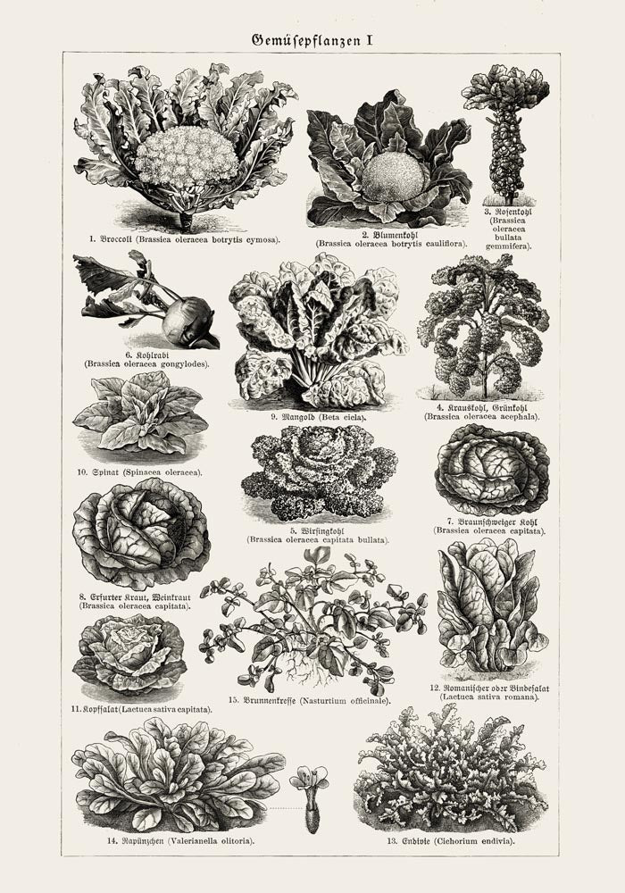 Antique Vegetable Chart Poster – Fine Art Print | Vintage Botanical | UV-resistant — Ansicht 3