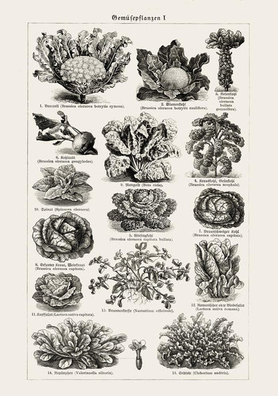Antique Vegetable Chart Poster – Fine Art Print | Vintage Botanical | UV-resistent