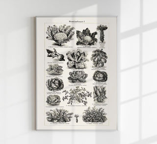 Antique Vegetable Chart Poster – Fine Art Print | Vintage Botanical | UV‑resistent