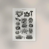 Antique Vegetable Chart Poster – Fine Art Print | Vintage Botanical | UV-resistant — Ansicht 2