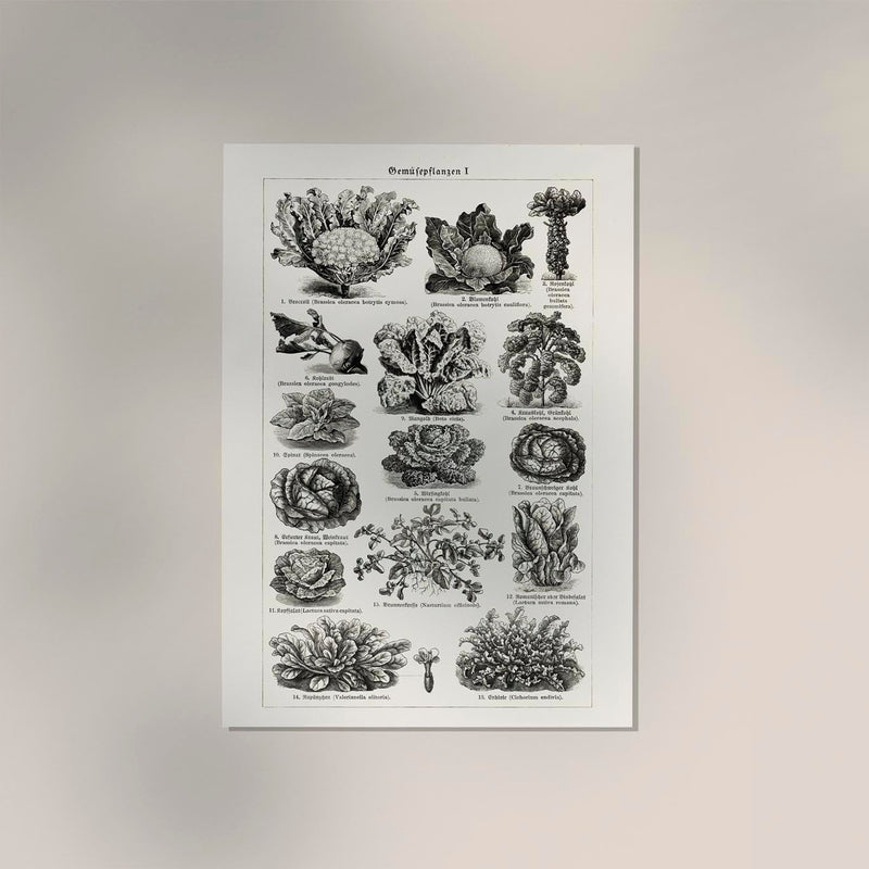 Antique Vegetable Chart Poster – Fine Art Print | Vintage Botanical | UV-resistant — Ansicht 2