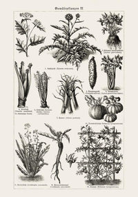Antique Vegetable Chart II Poster - Fine Art Print Vintage Botanical UV-resistant — Ansicht 3