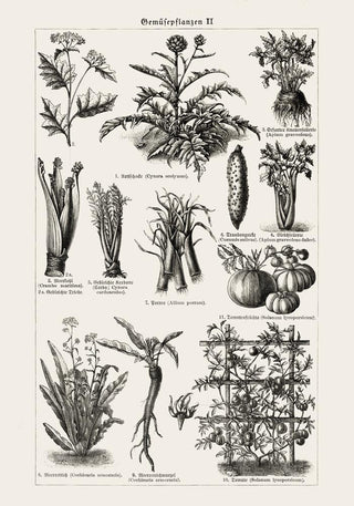 Antique Vegetable Chart II Poster – Fine Art Print | Vintage Botanical | UV‑resistent