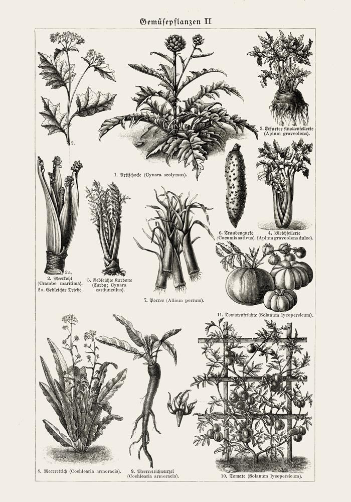 Antique Vegetable Chart II Poster - Fine Art Print Vintage Botanical UV-resistant — Ansicht 3