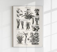 Antique Vegetable Chart II Poster - Fine Art Print Vintage Botanical UV-resistant — Ansicht 1