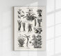 Antique Vegetable Chart II Poster - Fine Art Print Vintage Botanical UV-resistant