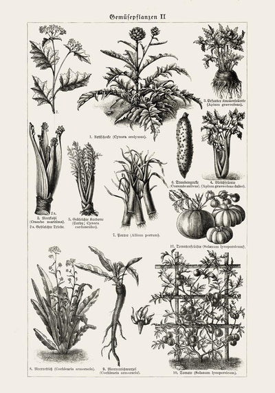 Antique Vegetable Chart II Poster - Fine Art Print Vintage Botanical UV-resistant