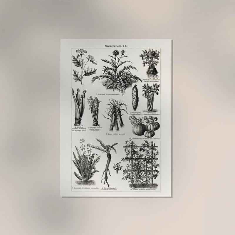 Antique Vegetable Chart II Poster - Fine Art Print Vintage Botanical UV-resistant — Ansicht 2