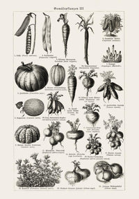 Antique Vegetable Chart III Poster – Fine Art Print Botany UV-resistant — Ansicht 3