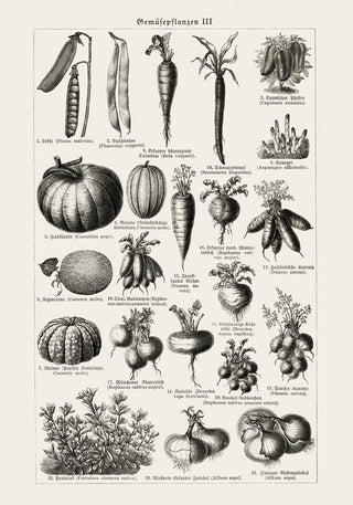 Antique Vegetable Chart III Poster – Fine Art Print | Vintage Botanical | UV‑resistent