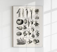 Antique Vegetable Chart III Poster – Fine Art Print Botany UV-resistant — Ansicht 1