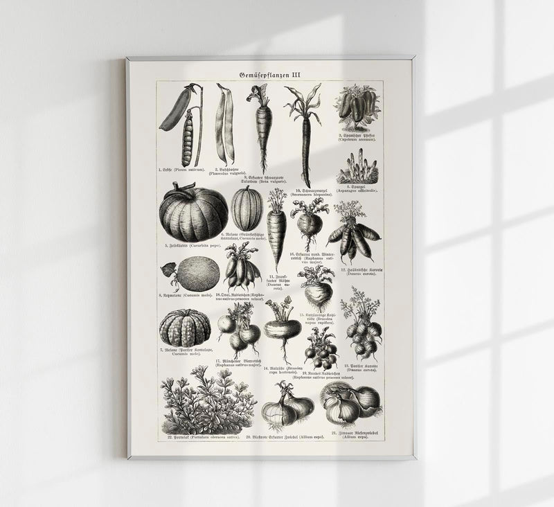 Antique Vegetable Chart III Poster – Fine Art Print Botany UV-resistant — Patroa Studio