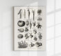 Antique Vegetable Chart III Poster – Fine Art Print Botany UV-resistant